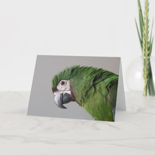 Grave carte de voeux Macaw (Devant)