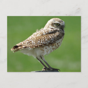 Graveholenduif Briefkaart