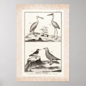  gravende zeevogels - Spoonbill Gull Ibis Poster (Voorkant)