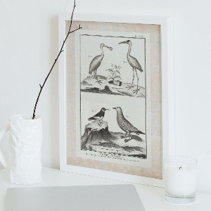 gravende zeevogels - Spoonbill Gull Ibis Poster