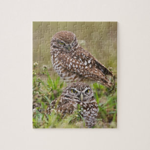 Graveuil, Athene cunicularia, Cape Coral, Legpuzzel