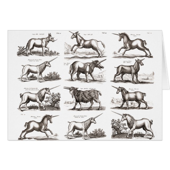 Gravure de licorne antique spécimen de zoologie vi (Devant horizontal)