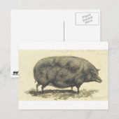 Gravure de porc vintage avec carte texte (Devant / Derrière)