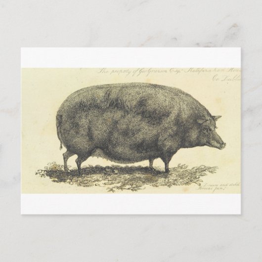 Gravure de porc vintage avec carte texte (Devant)
