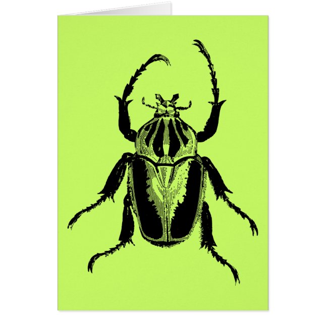 Gravure du bois vintage d'insecte d'insecte de (Devant)