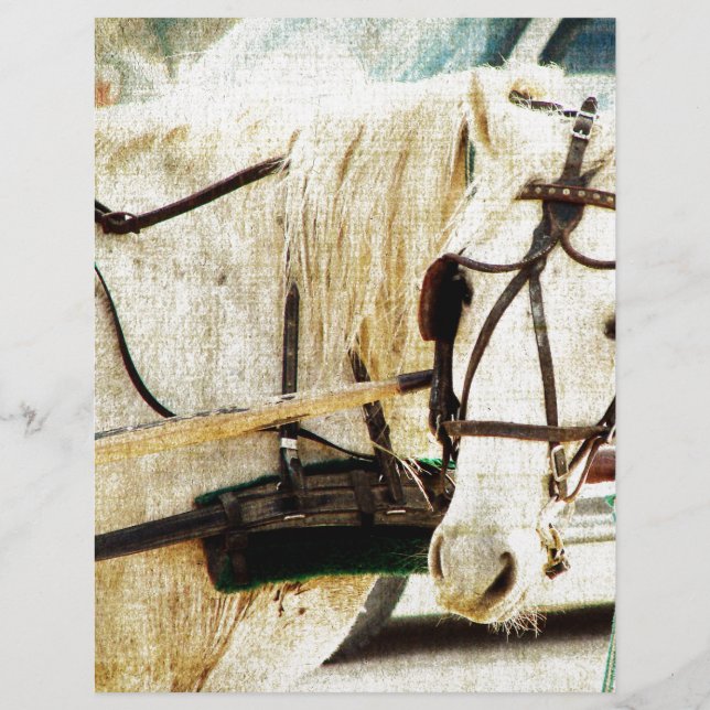 Gray Amish Buggy Horse (Voorkant)