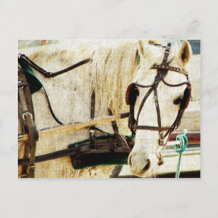 Gray Amish Buggy Horse Briefkaart