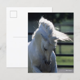 Gray Andalucian Bucking Headshot met achtergrondve Briefkaart