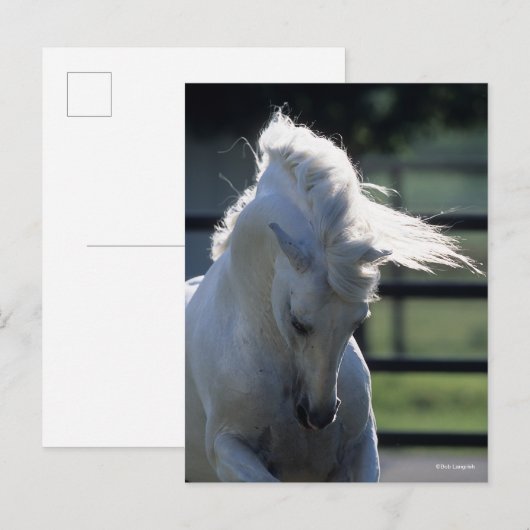 Gray Andalucian Bucking Headshot met achtergrondve Briefkaart (Voorkant / Achterkant)
