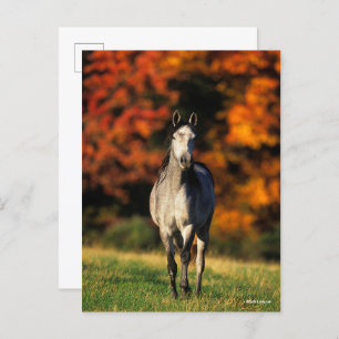 Gray Arab Standing Autumnal Background Briefkaart