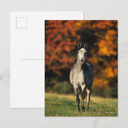 Gray Arab Standing Autumnal Background Briefkaart (Voorkant / Achterkant)