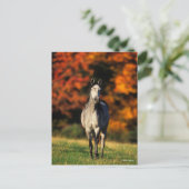 Gray Arab Standing Autumnal Background Briefkaart (Staand voorkant)