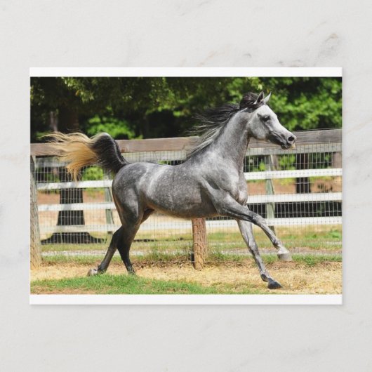 Gray Arabian Stallion Briefkaart (Voorkant)