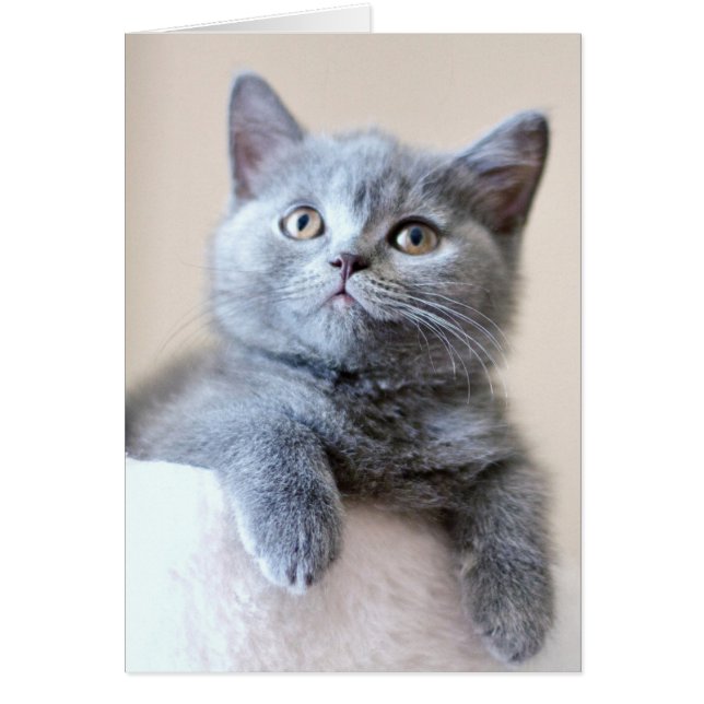 Gray British Shorthair Cat (Voorkant)