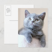 Gray British Shorthair Cat Briefkaart (Voorkant / Achterkant)
