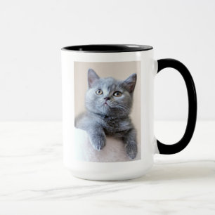 Gray British Shorthair Cat Mok