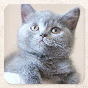Gray British Shorthair Cat Vierkante Kartonnen Onderzetter