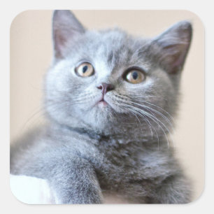 Gray British Shorthair Cat Vierkante Sticker