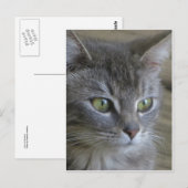Gray Cat Portrait Briefkaart (Voorkant / Achterkant)
