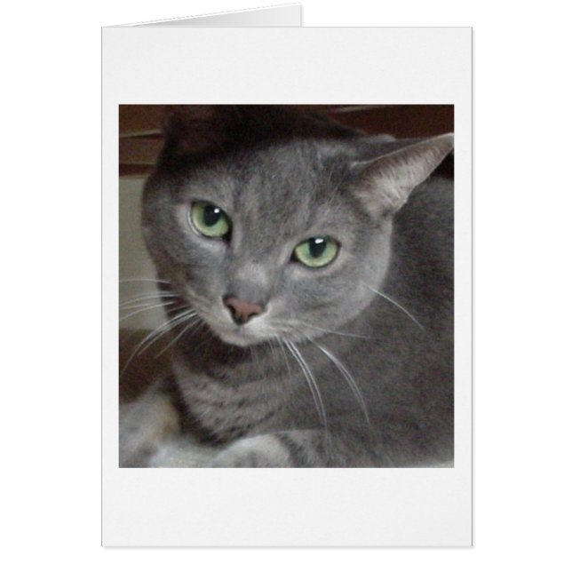 Gray Cat Russian Blue (Devant)