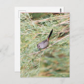 Gray Catbird Briefkaart (Voorkant / Achterkant)
