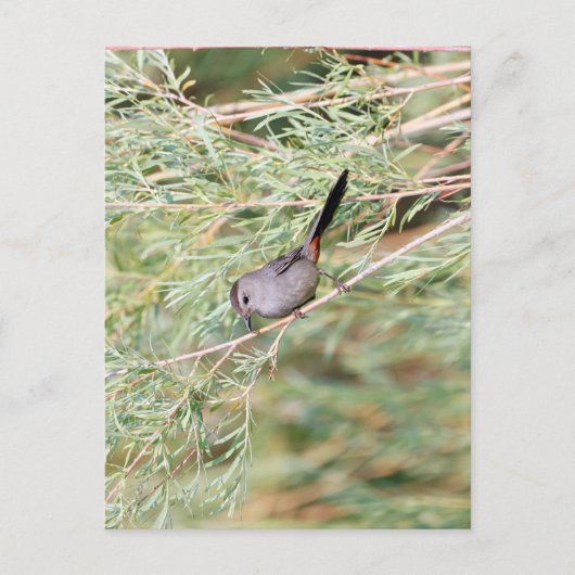 Gray Catbird Briefkaart (Voorkant)