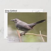 Gray Catbird Briefkaart (Voorkant / Achterkant)