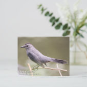 Gray Catbird Briefkaart (Staand voorkant)