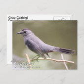 Gray Catbird Briefkaart (Voorkant / Achterkant)