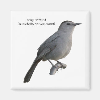 Gray Catbird Magneet