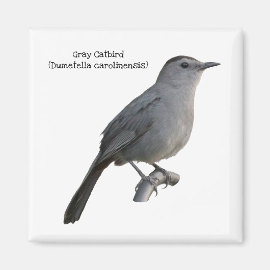 Gray Catbird Magneet (Voorkant)