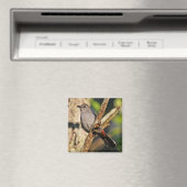 Gray Catbird Magnet Magneet (Insitu (Vaatwasser))