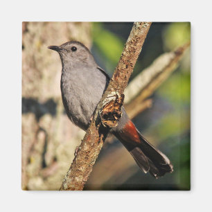 Gray Catbird Magnet Magneet