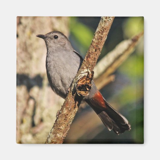 Gray Catbird Magnet Magneet (Voorkant)