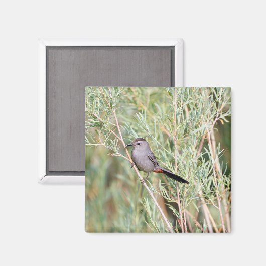 Gray Catbird Magnet Magneet (Voorkant / Achterkant)