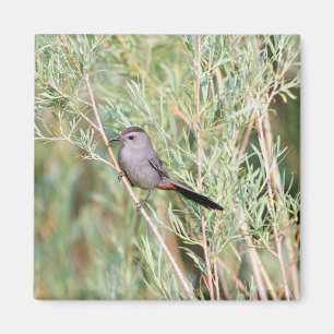 Gray Catbird Magnet Magneet