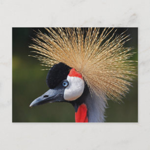 Gray Crowned Crane Briefkaart