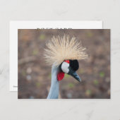 Gray Crowned Crane Briefkaart (Voorkant / Achterkant)
