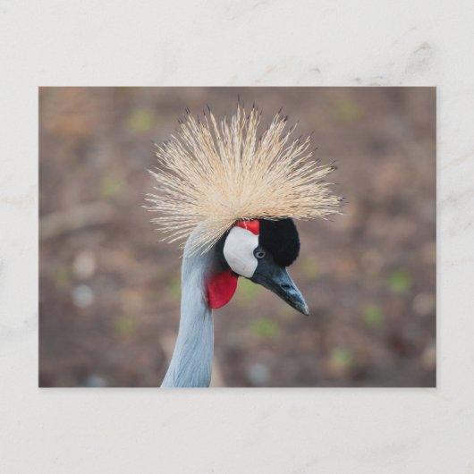 Gray Crowned Crane Briefkaart (Voorkant)