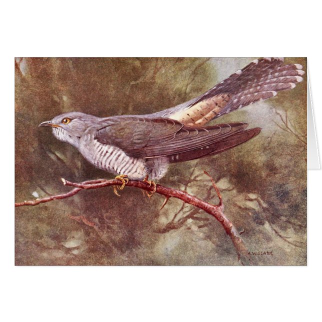 Gray Cuckoo  Illustratie (Voorkant Horizontaal)