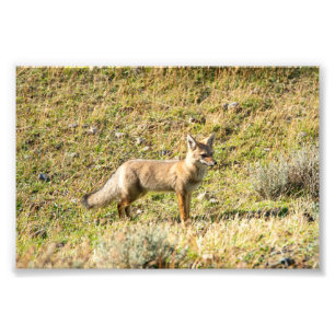 Gray Fox Foto Afdruk
