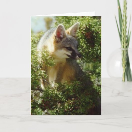 Gray Fox Kaart (Voorkant)