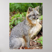 Gray Fox Posing Poster (Voorkant)