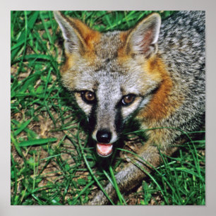 Gray Fox Poster