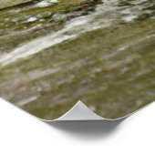 Gray Gentoo Penguin Edinburgh Zoo Scotland Poster (Hoek)