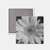 Gray Gerbera Magnet (Recto/Verso)