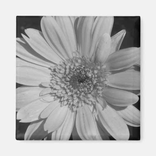 Gray Gerbera Magnet Magneet (Voorkant)