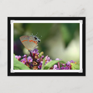 Gray Hairstreak Butterfly Foto Briefkaart