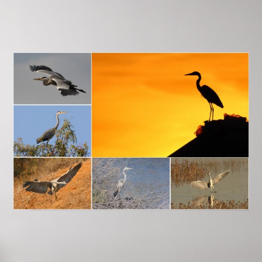 Gray Heron Collage Poster (Voorkant)