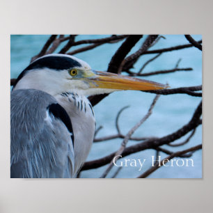 Gray Heron Poster